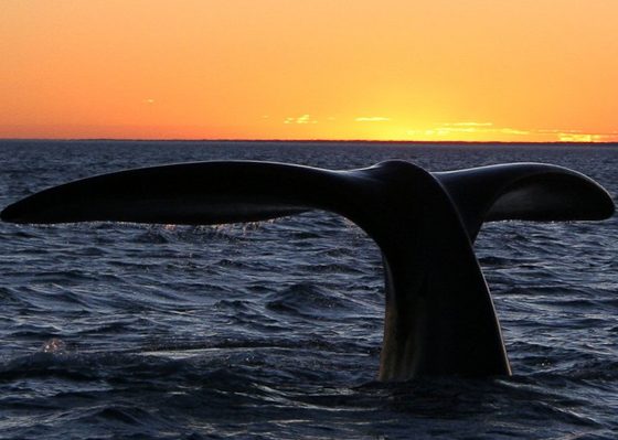 Southern right whale10