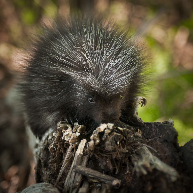Baby Porcupine (Erethizon dorsatum) Sniffs at Branch - captive animal