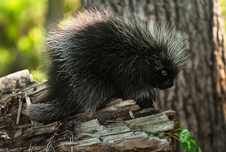 Baby Porcupine (Erethizon dorsatum) Stands on Branch - captive animal