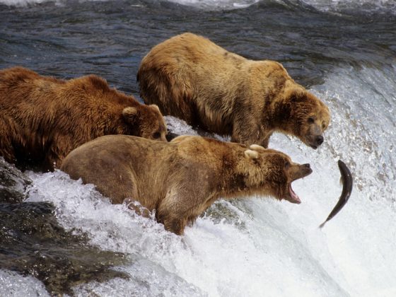 BearWallPaper