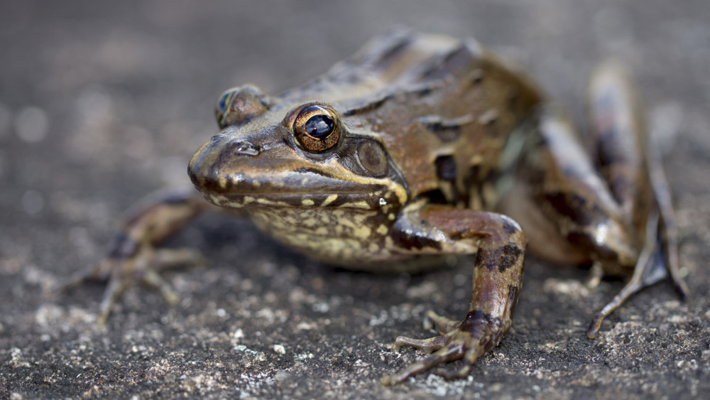 Lost Mountain Film Project: Harith Farooq, frogs, Science, Mt. Namuli.