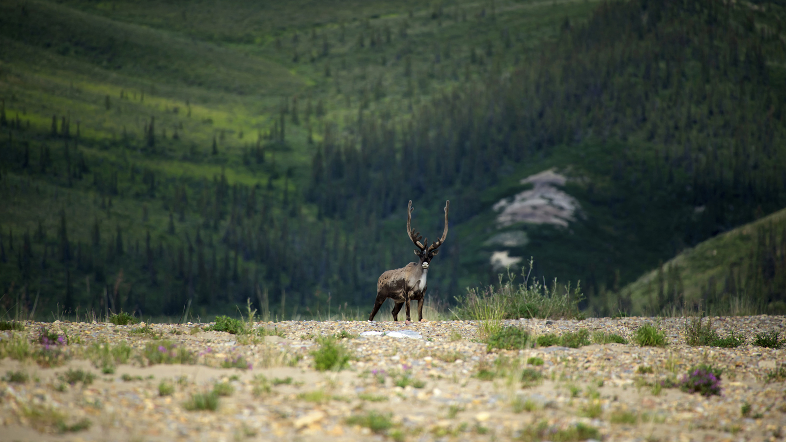 A lone Caribou strikes a pose on Canada’s northernmost mainland river, the Horton.