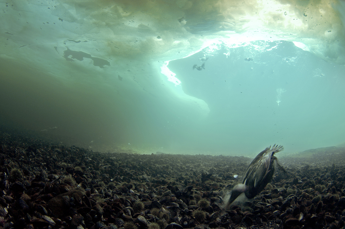 People of a Feather still 7 polynya bottom