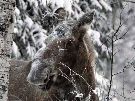 Moose2