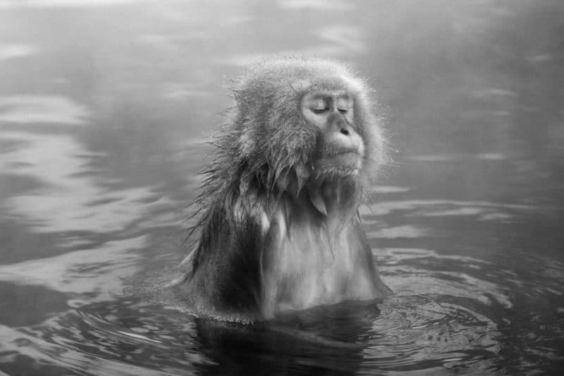 Big in Japan monkey Tyler Roemer 1536x1025 1