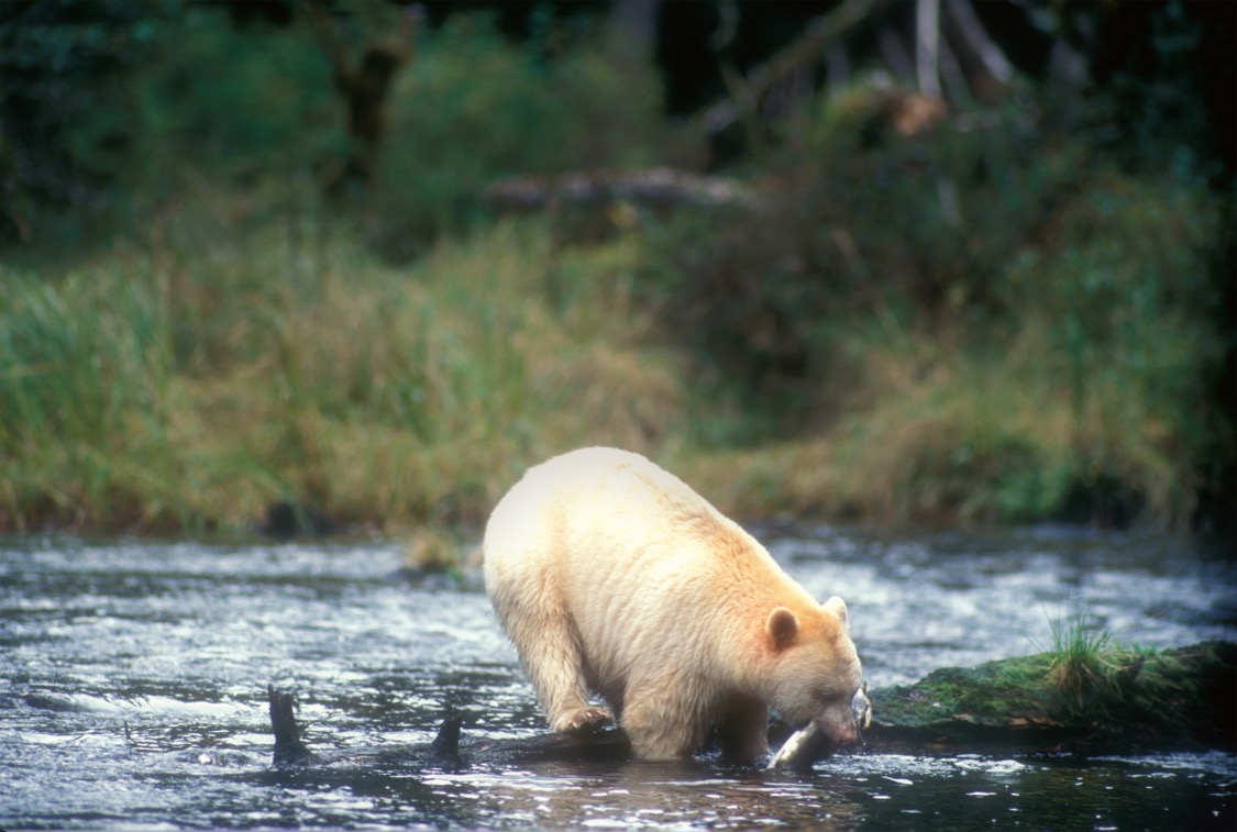 Was It Worth It Kermode bear mcallister PR
