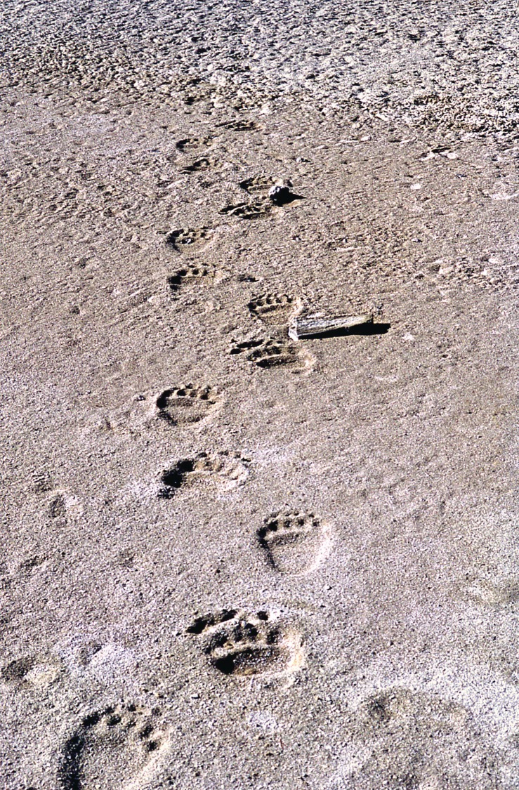 Was It Worth It NPSYC bear prints