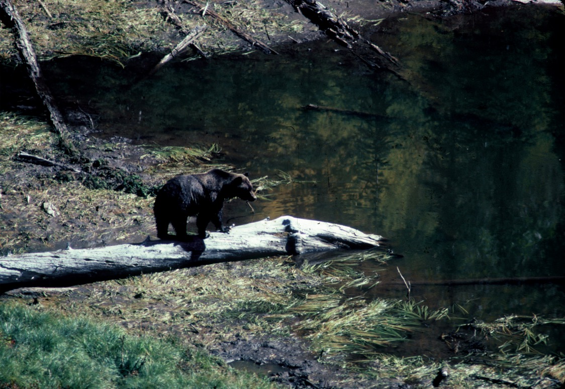 Was It Worth It peacock bear