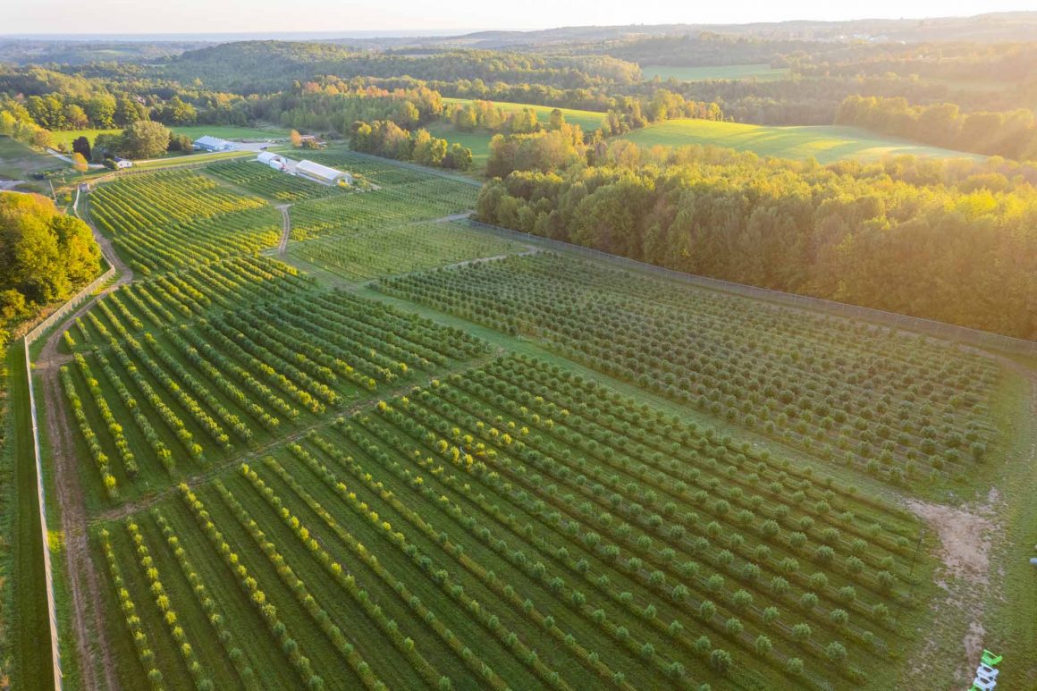 Greenman Acres Cannabis farm Colin Field drone