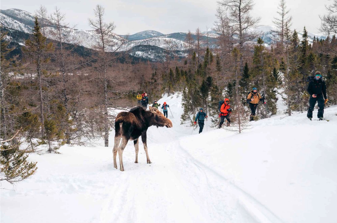 Nicholas Spooner moose skier touring Quebec