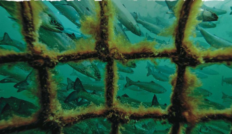The-New-Fish-Salmon-Patagonia
