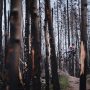 Jasper wildfire forest mountain biking