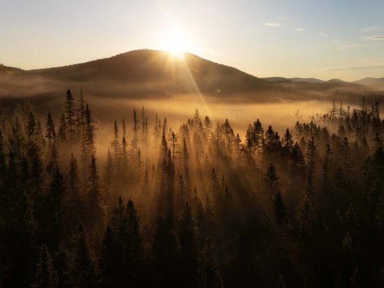 Quebec forested landscape in summer.