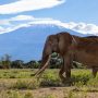 Angama Amboseli Elephant with Mount Kilimanjaro photographed by Sammy Njoroge