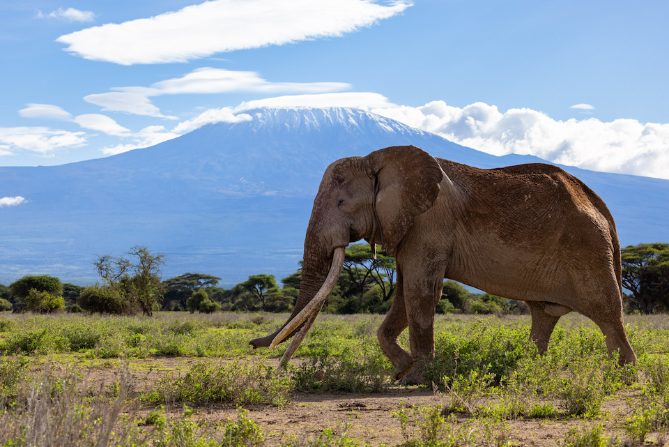 Angama Amboseli Elephant with Mount Kilimanjaro photographed by Sammy Njoroge