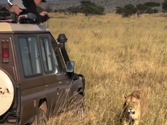 Rivers, Oceans and Expeditions in Africa, with lion.