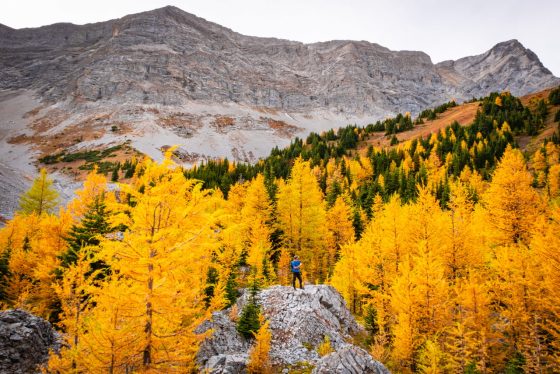 Pocaterra Ridge, Kananaskis Alberta, fall colours