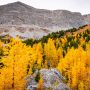 Pocaterra Ridge, Kananaskis Alberta, fall colours