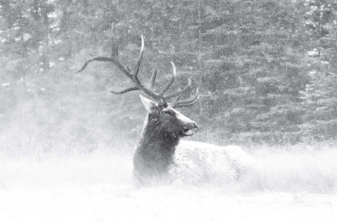 Elk in the snow in Jasper National Park, Alberta, photo by Paul Zizka