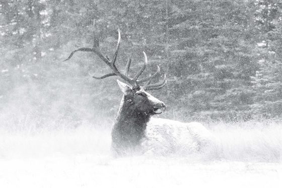 Elk in the snow in Jasper National Park, Alberta, photo by Paul Zizka