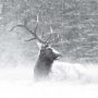 Elk in the snow in Jasper National Park, Alberta, photo by Paul Zizka