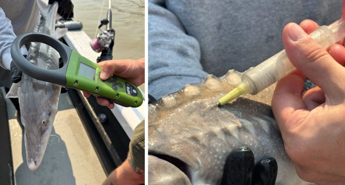 fish science