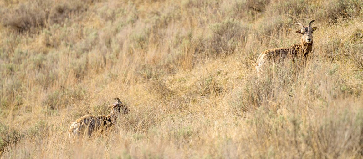 fish sheep pair